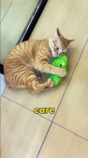 He’s Savin' Every Stray Cat 🥺#Hero #commentary