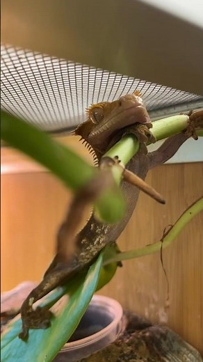 💡 Lighting for a crested gecko enclosure! #reptiles #crestedgeckos #reptileenclosure #zenhabitats