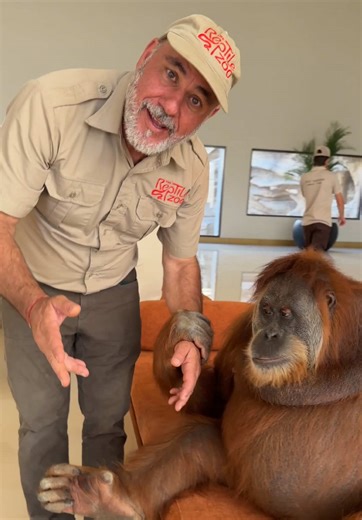 Just me and Habooba taking a stroll like it’s the most normal thing ever😅🦧 Walking around with an orangutan is such a wild experience because you can feel how strong and intelligent they are the whole time 👀 Those long arms are built for climbing but they’ll happily grab onto you just to see what you’re up to 🙌 Orangutans are insanely smart and you can see it in their eyes like they’re constantly thinking and observing 🤯 Habooba was curious about everything, checking things out, interacting