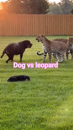 dog vs leopard #animalfight #lion #dog #animals #rottweiler #wildlife