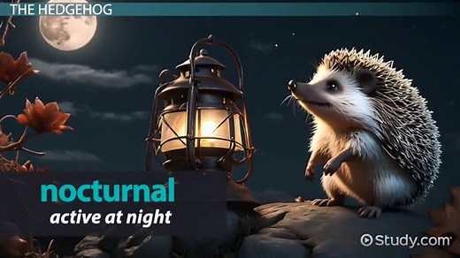 Hedgehog vs. Porcupine | Characteristics & Differences