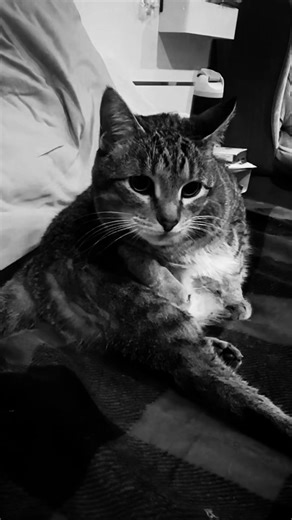 Discovering My Cat's Egyptian Heritage