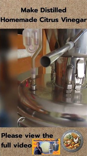 Make Distilled Homemade Citrus Vinegar Overview #SHORTS #citrus #vinegar #distillation