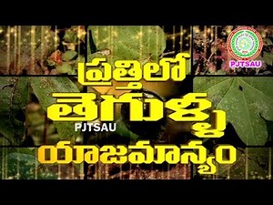 Cotton Diseases Management ll Root Rot ll Black arm ll Anthracnose ll PJTSAU ll