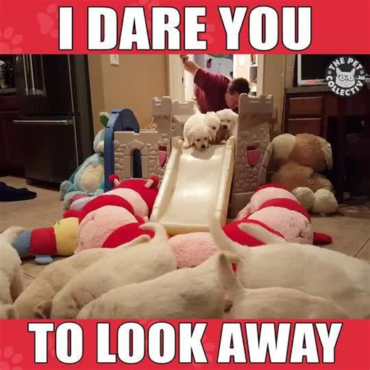 Puppies Climb Obstacle Course