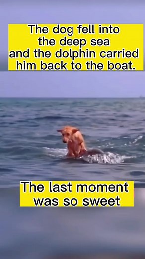 #dog #doglover #dogrescue | Does my dog love me