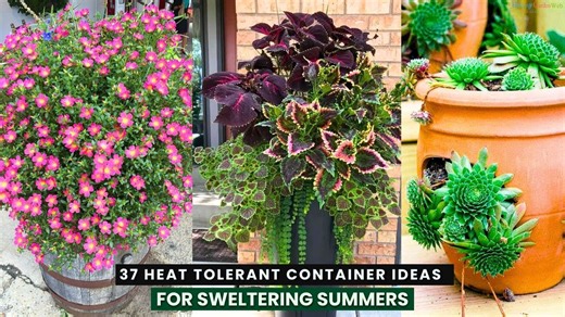 37 Heat Tolerant Container Ideas For Sweltering Summers