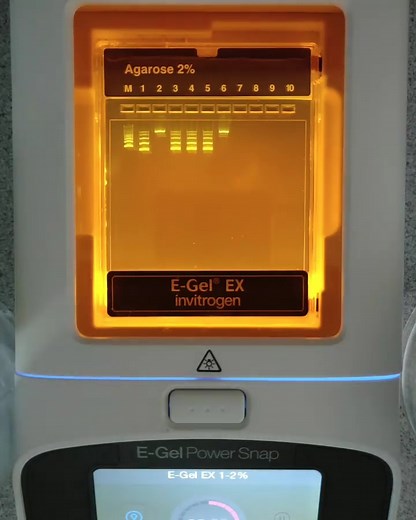 89K views · 2.3K reactions | E-Gel electrophoresis system. DNA pieces separate by size in an elapsed 7 min. Video Credit- @backpackbiologist. | Microbe Notes | Facebook