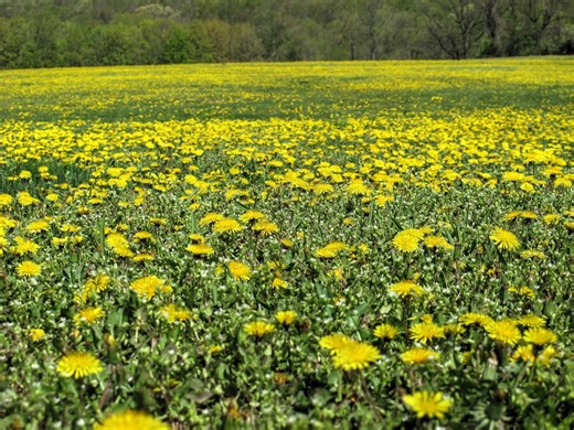 Glyphosate in the news