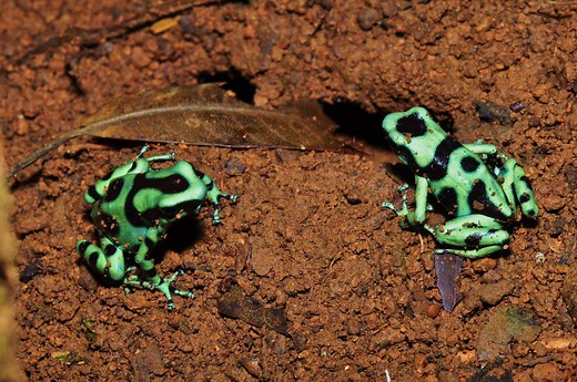 Why Do Poison Dart Frogs ‘Tap Dance’ With Their Toes? Research Sheds Light on Feeding Time Footwork