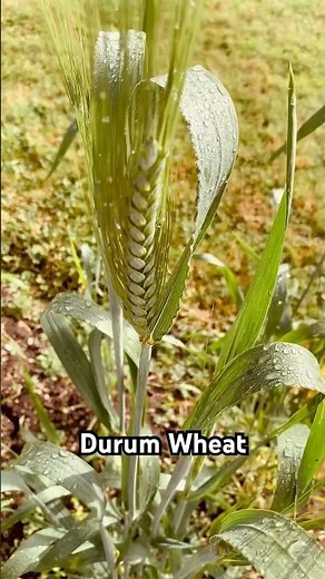 🌾 Durum Wheat Forming in Paris Garden ☀️