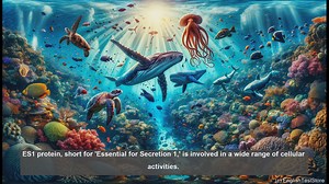 ES1 ES21 proteins in biology - meaning, definition and examples