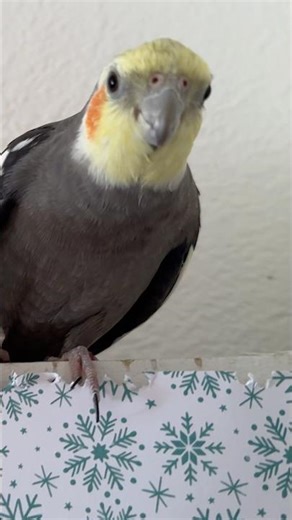 Roar wants to know , who’s going to take down the Christmas stuff ! #cockatiel #talkingparot