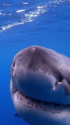 Why we need to protect these apex predators #greatwhiteshark #oceanramsey #sharkid_tam