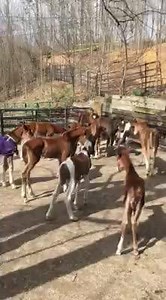 Please share! WE ARE AT CAPACITY! For... - Last Chance Corral