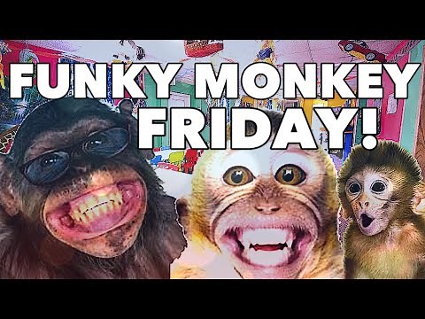 FUNKY MONKEY FRIDAY FULL SONG