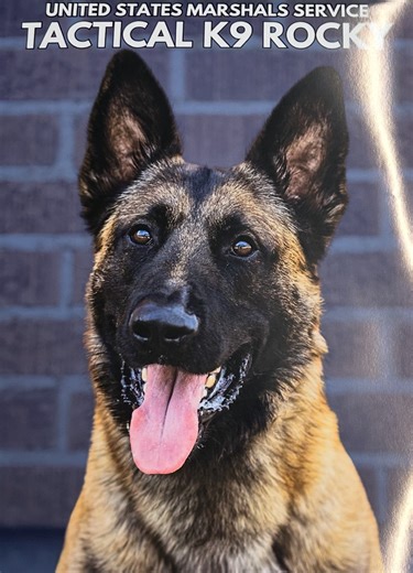 Congratulations to K-9 Rocky and U.S. Marshal Andy Deacon on their much deserved Purple Hearts for bringing a killer to justice. My thanks go out to these heroes along with Rocky’s driver Frank Newsom and all the brave members of U.S. Marshals Service and their K-9s who keep America safe everyday🇺🇸 | Judge Jeanine Pirro