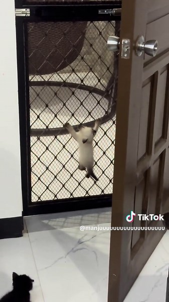 SpiderCat: The Adorable Spiderman Cat Phenomenon