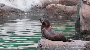 9.2K views · 1.1K reactions | It’s amazing to see our new sea lion pup interact with the other sea lions in the pool. On your next visit to the zoo, stop by Astor Court to watch them bond with each other. We could observe them all day! | Bronx Zoo | Facebook