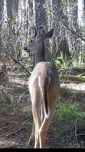 Florida White-Tailed Buck in the Cypress Swamp