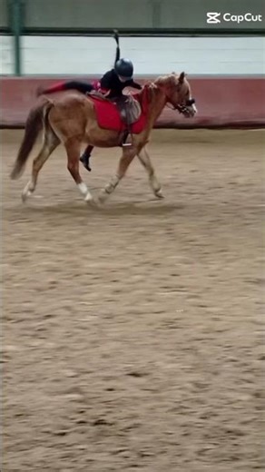 Oopla #horse #equitation #pony game