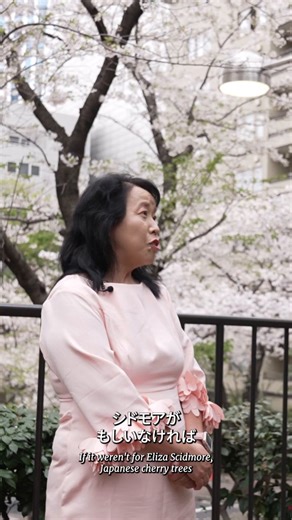 Japan is giving the U.S. 250 cherry trees to celebrate America’s 250th birthday. In light of this historic milestone, Chiaki Umemoto of Yokohama's Eliza Scidmore Cherry Blossom Society reflects on the rich history of this diplomatic tradition and the American journalist who started it all. 🌸 @JapanEmbDC @MofaJapan_en