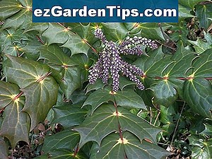 Hoe Leatherleaf Mahonia te vermeerderen 🌱 Tips Tuinders - Nl.ezGardenTips.com