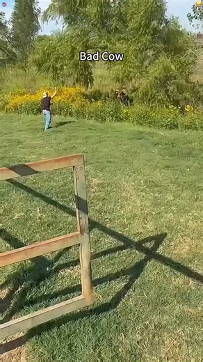 Explore the wild on Instagram: "Bad Cow 🐮"