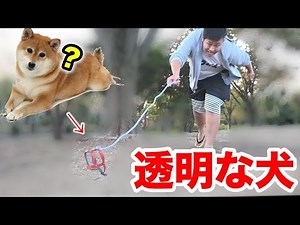 “透明な犬”を散歩してみたドッキリ！！invisible dog prank