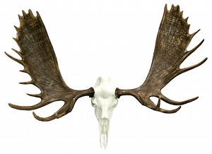 European Alaskan Moose Mount | Cast Horn Designs