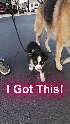 Our 8-Week-Old Puppy’s First Walk… This Is What Really Happens