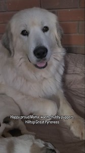 Have a Great weekend yall!! We sure are! Great Pyrenees, great Pyrenees puppies, livestock guardian, livestock Guardian dogs, puppy training, dog training, adorable puppies, working dog, livestock guardian breed, LGD, homestead education, Tennessee farm, dog breeder, big white dog, giant dogs, pyr paw . . . . #hilltopgreatpyrenees #greatpyrenees #livestockguardiandog #greatpyreneesofig #greatpyreneesofthehour #greatpyreneeslife #adorablepuppies #puppytraining #greatpyreneespuppies #pyrpaw #great
