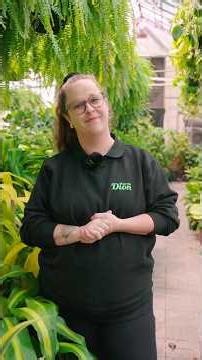 Top 3 des plantes d'intérieur les plus faciles. 🌿