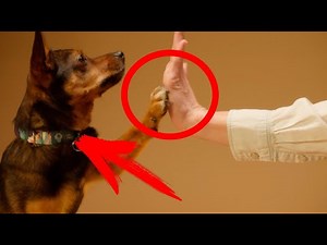 50 Amazing Facts About Dogs You Didn't Know! 🐶