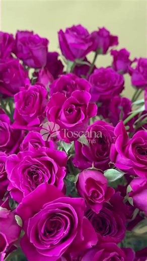 Hot Majolica - Premium Spray Rose by La Toscana Farms Ecuador