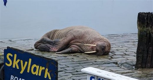Live as Walrus crowds 'fight for space, barge and hassle volunteers'