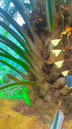 933K views · 4.9K reactions | coconut oil #coconut #cocomelon #coconutoil #coconutwater #cocoabeach #oilpainting #oil #farmlife #farming #farmasi #farmer #farmers #oil #coconut | Coconut Oil | Facebook