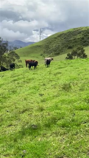 Discover G.S.R in Alausi, Ecuador: A Deep Dive into Cattle Racing