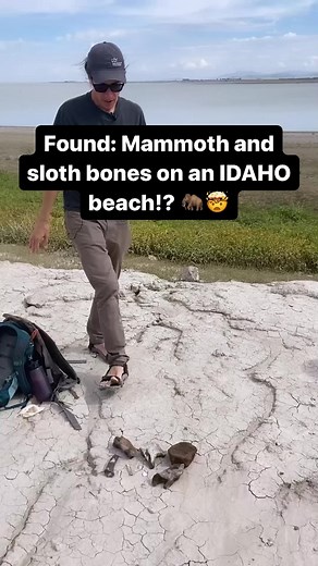 Found: Mammoth and sloth bones on an Idaho beach! We had so much fun digging up fossils with Brandon Peecook from the Idaho Museum of Natural History! Watch the premiere of Prehistoric Idaho on May 11 on IdahoPTV or anytime on the PBS app. #fossils #prehistoricidaho #mammoth #giantsloth #idaho #idahofossils | Idaho Public Television