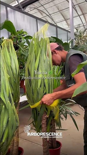 🌿 Yucca Elephantipes – Production Arborescence