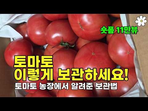 토마토 보관법 총정리! 토마토 농장에서 알려준 토마토 보관법 11만뷰 나왔어요!