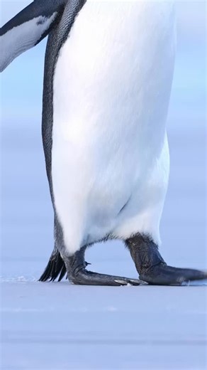 Growing up to 95cm tall, king penguins are the second largest species of penguin - Falkland Islands 🇫🇰 Their feathers provide waterproofing and insulation through four distinct layers: a waterproof outer layer and three insulating down layers that trap air to keep them warm in cold climates. #falklandislands #kingpenguin #penguin #wildlifephotgraphy #falklands #natgeo #natgeowildlife #earth #bbcearth @falklands_gov | Mark Bouldoukian Photography