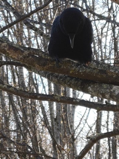 Subversive Smurf (@subversivesmurf)’s videos with original sound - Subversive Smurf