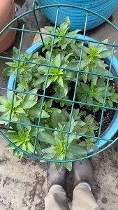 8.5K views · 607 reactions | Gorgeous snapdragons fall planted in a container. Standby for beautiful stems! #gardenersworkshopfarm | The Gardener's Workshop | Facebook