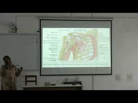 Lecture On Axilla & Arm Anatomy: Boundaries, Axillary Artery Branches & Musculocutaneous Nerve |MBBS
