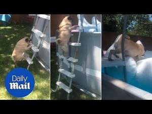 The struggle is real: Pug's epic climb to the swimming pool - Daily Mail