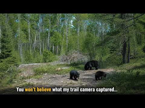 I didn't expect to see this on my trail camera..😐| Manitoba Trail Camera June 2026