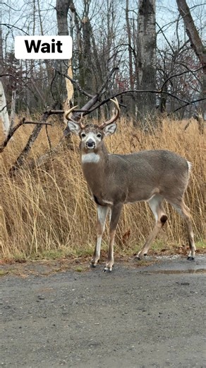 1.7M views · 14K reactions | 歷 “Why is this deer staring at me? Anyone have any idea?” #DeerSeason #deer | Nature_with_guri | Facebook