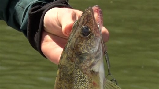 MN DNR Announces 5-Walleye Limit for Upper Red Lake Open Water Season