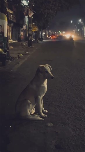 Tamil WhatsApp status Sad 😢 #pets #humor #viralvideo #memes #cat #shortsvideo